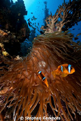 magnificent anemone and anemonefishes taken in Ras Mohammed. by Stephan Kerkhofs 